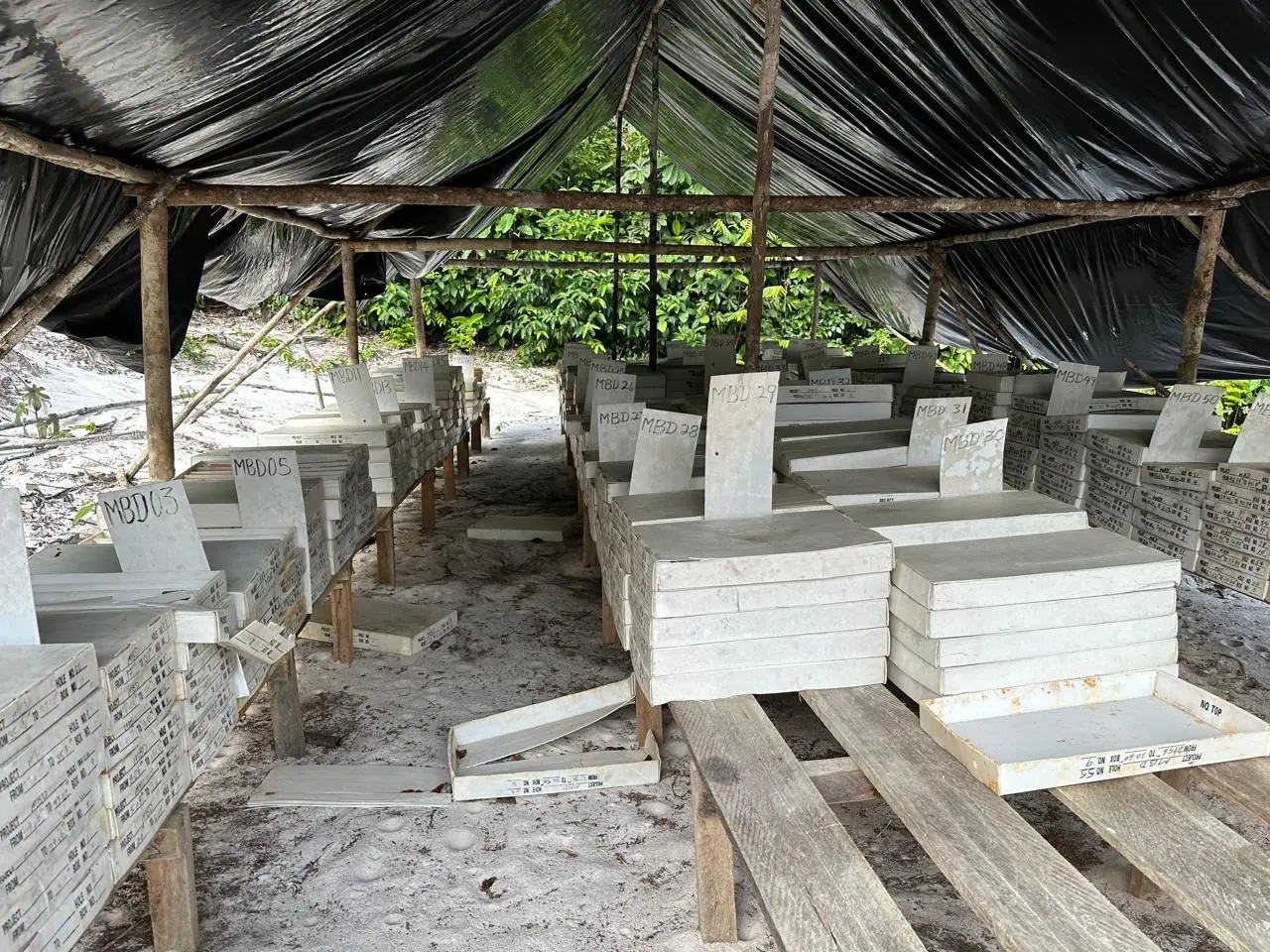 Rows of numbered MBD core boxes lined up under a blue tarp at the drill site.